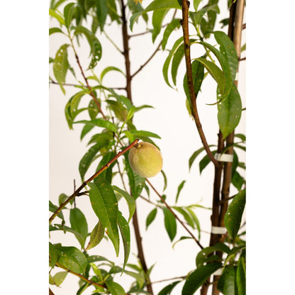 4-in-1 Peach Tree